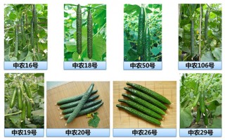 堆肥科学与技术，堆肥科学与技术Pdf