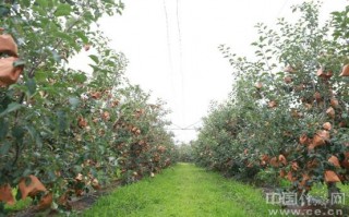 矮化密植栽培技术，矮化密植栽培技术要点