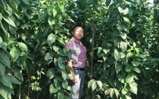杜仲怎么种植技术，杜仲怎么种植技术视频