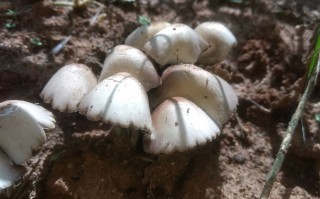 平菇种植新技术科技苑，科技苑平菇的种植视频